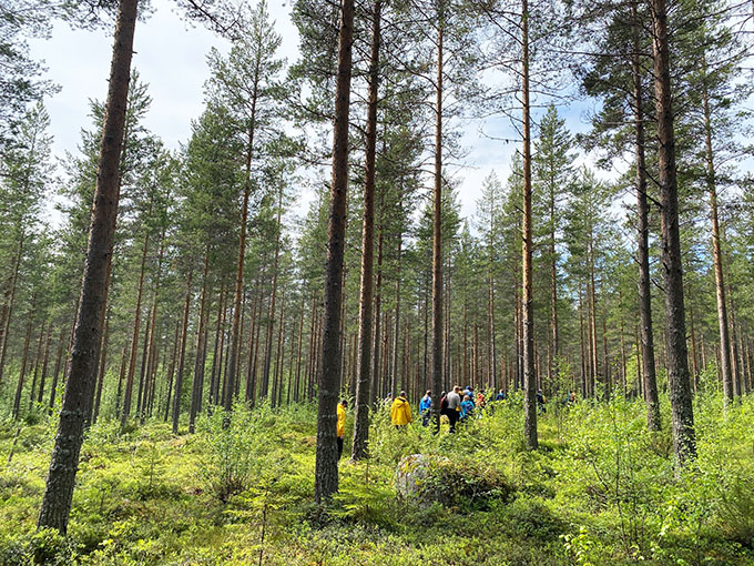Excursion in pine forest. Photo.