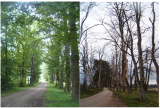 Två bilder med almar med och utan almsjuka.