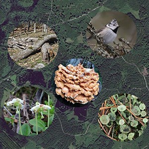 Montage med hotade arter i skogen