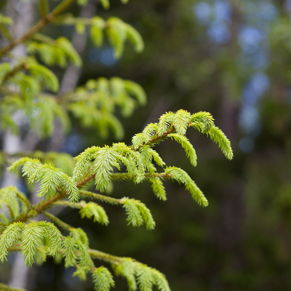 Close-up of spruce twigs. Photo.