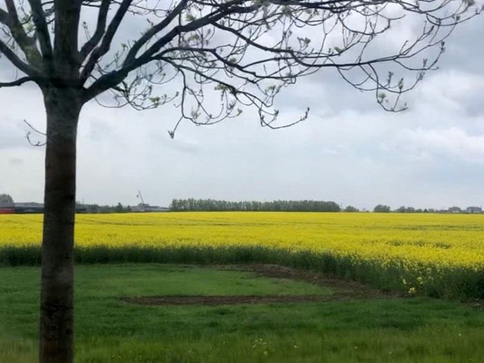 View of a yellow rapeseed field.