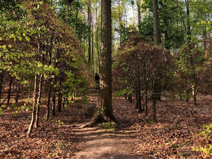 A path through a forest landscape.