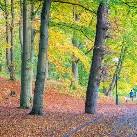 Trees in autumn colours and a person walking on a pathway.