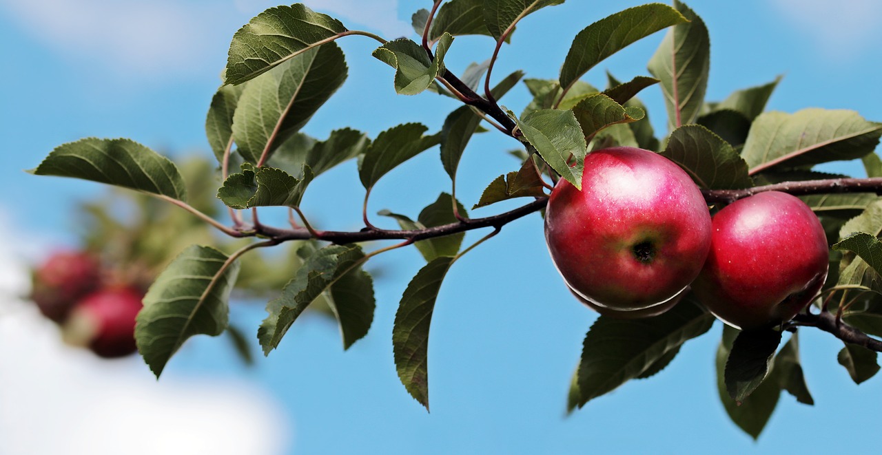 Apples on a branch. Photo.