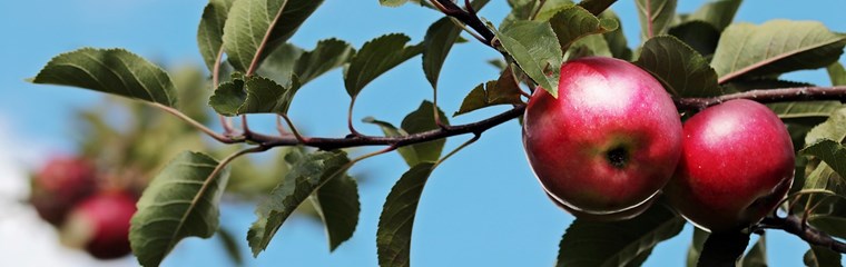 Apples on a branch. Photo.