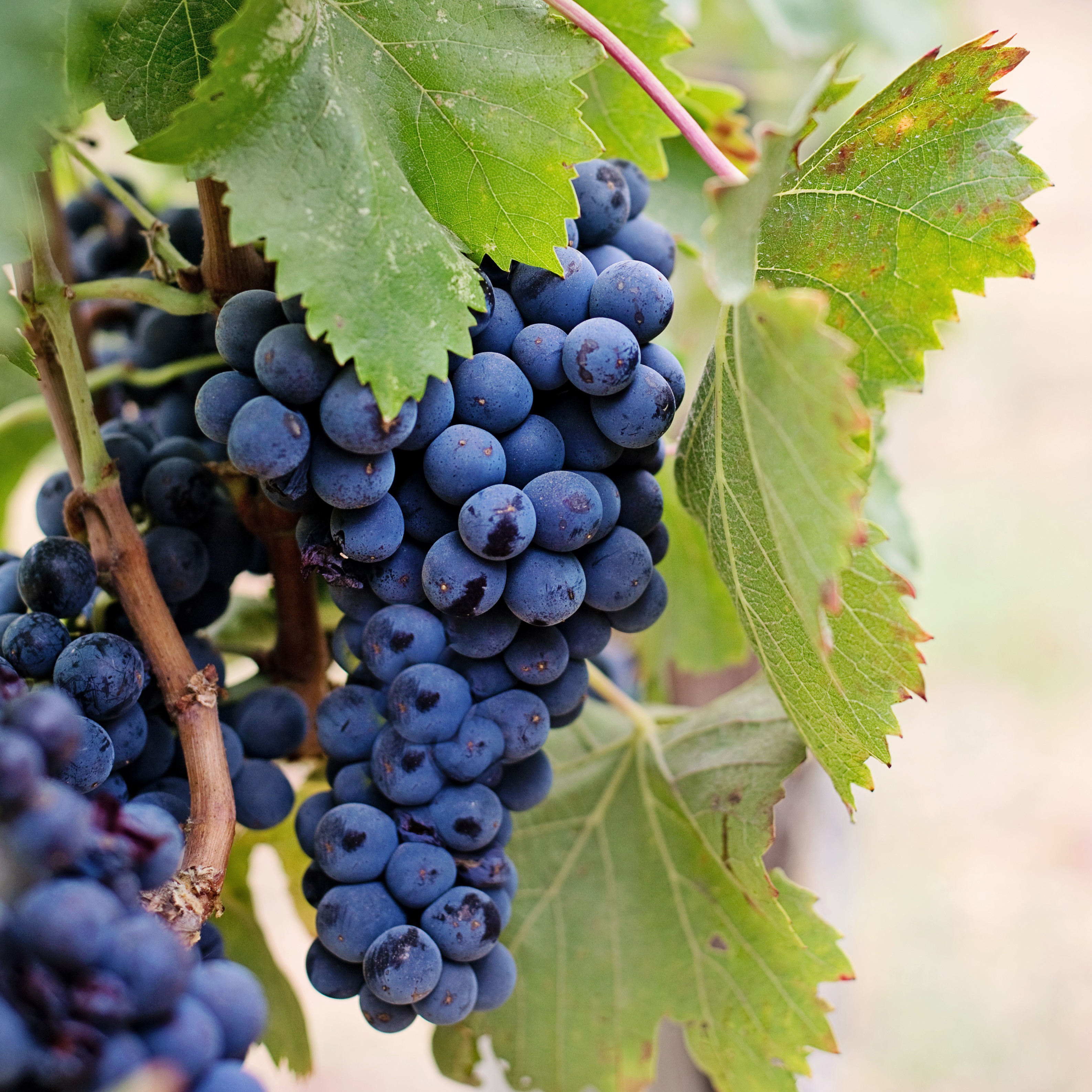 Blå vindruvor