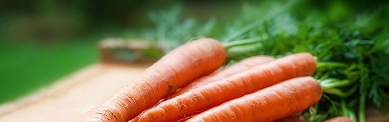 Ett knippe morötter. Foto.