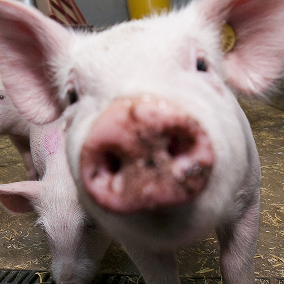 Griskulting i närbild. Foto Jenny Svennås-Gillner