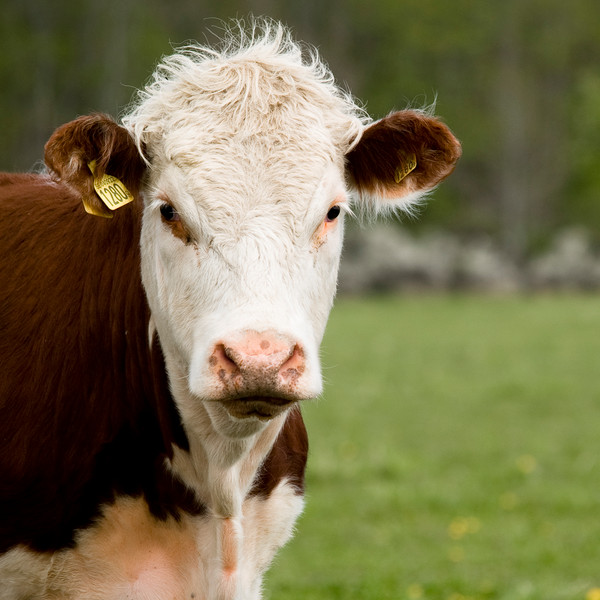 Brun och vit Hereford-ko. Foto.