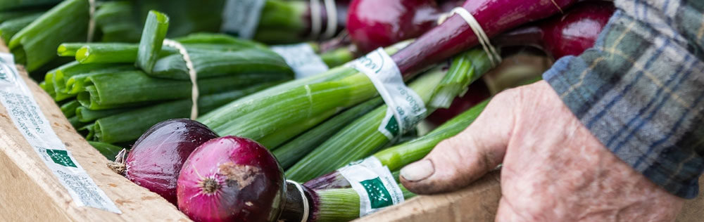 Någon bär en låda med färsk rödlök. Foto.