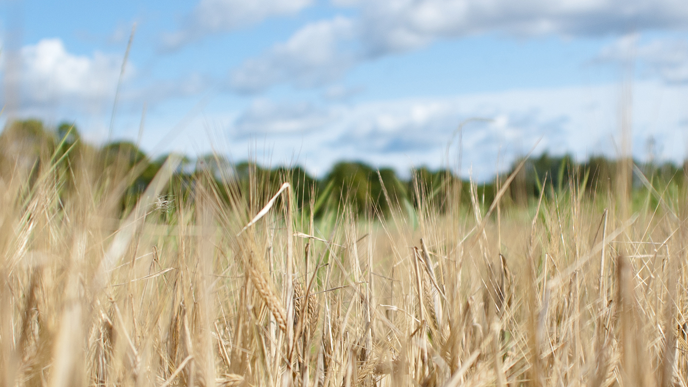 Spannmål. Foto: Jenny Svennås-Gillner