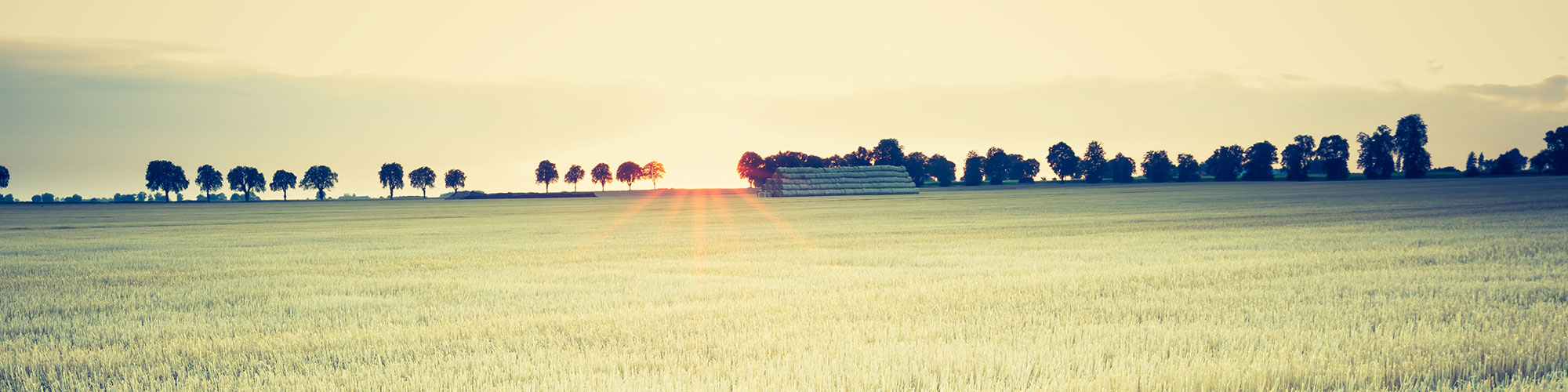 Landskap med träd i rad och halmstubb. Foto.