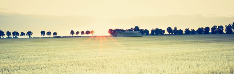 Vintage photo of stubble field, photo.