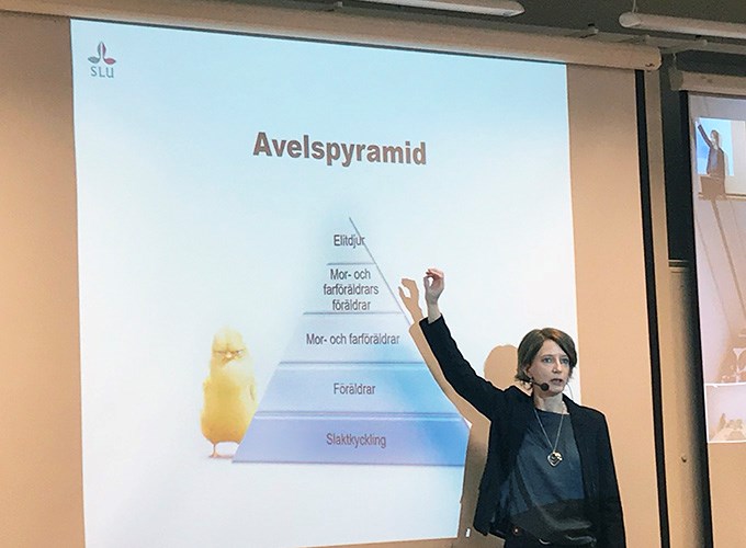 Avelspyramiden