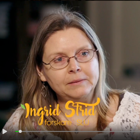 ingrid-strid.png ingrid-strid.png