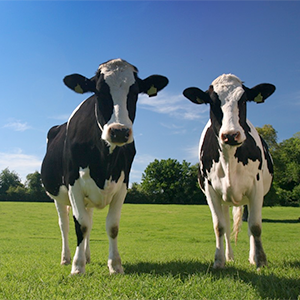 Två svartvita kor utomhus på grönt gräs. Foto.