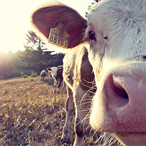 En ko nära kameran utomhus. Foto.