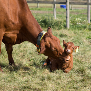 En ko och en kalv utomhus. Foto.