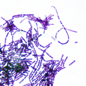 Lila bakterier som bildar rader. Foto.