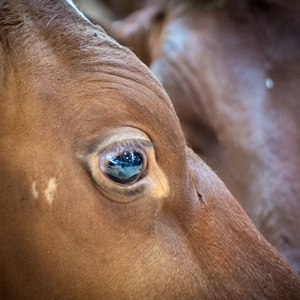 Närbild på ett ko-öga. Foto.