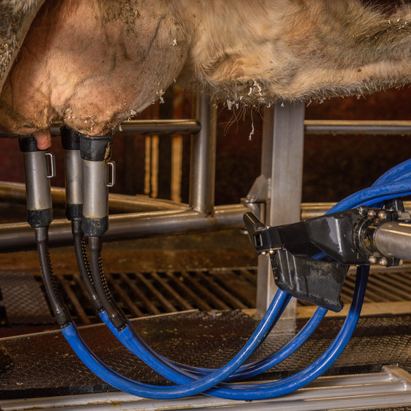 Ett kojuver med en mjölkningsmaskin. Foto.