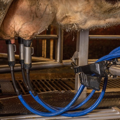 Ett kojuver med en mjölkningsmaskin. Foto.