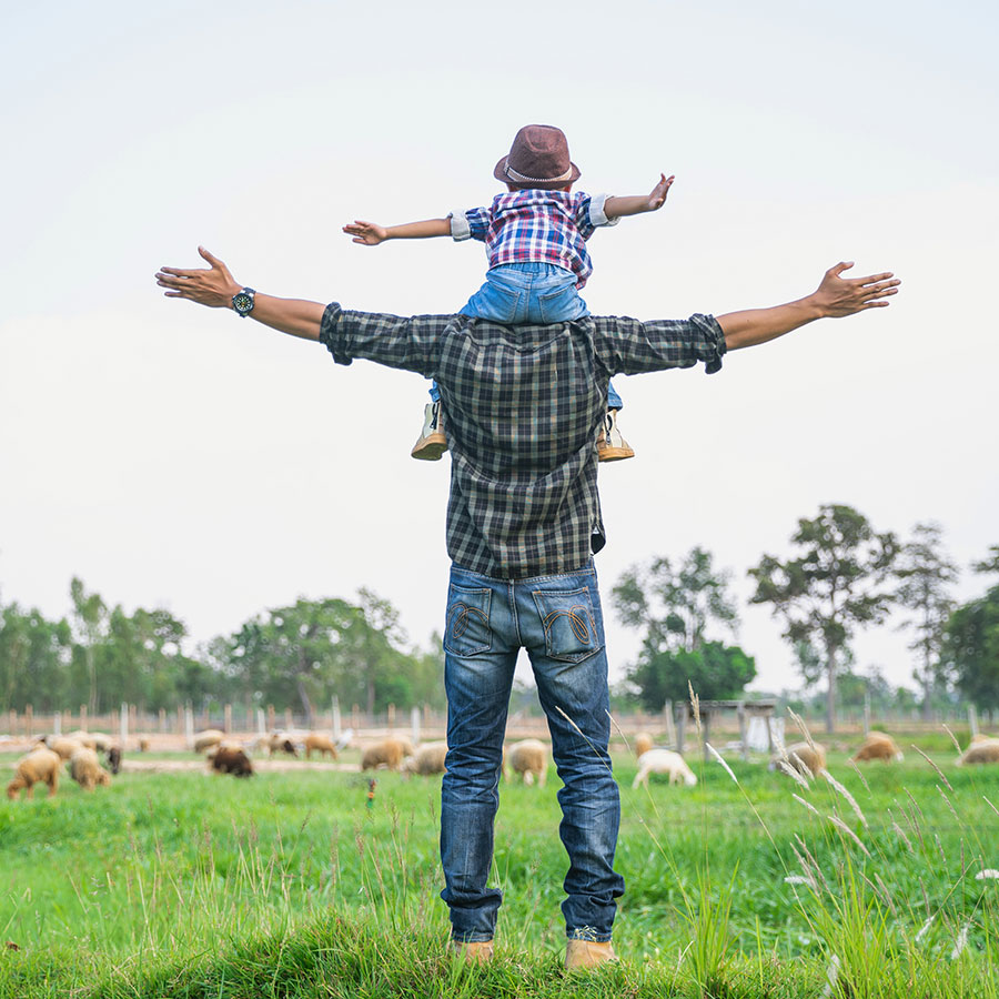 En man med ett barn på axlarna står med ryggen mot kameran och tittar på får i en hage, medan han brer ut armarna brett. Foto.