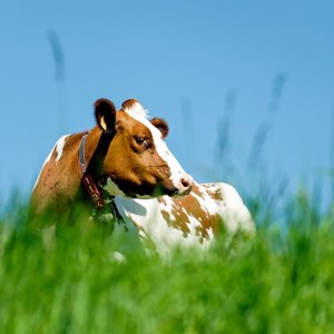 En brunvit ko ligger i ängsmark. Foto.