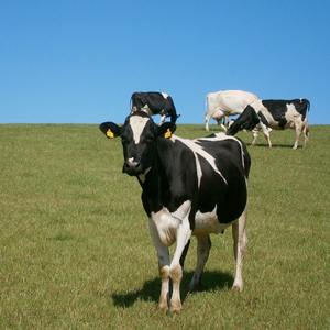  Fyra kor på en äng. Foto.