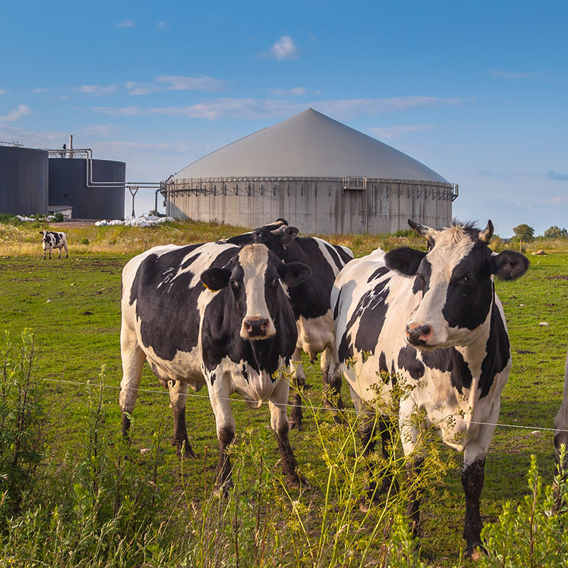 Svart-vita kor framför en biogasanläggning. Foto.
