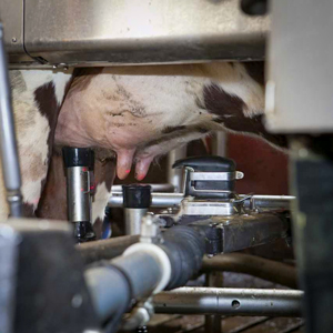 Ett juver och en mjölkningsmaskin. Foto.