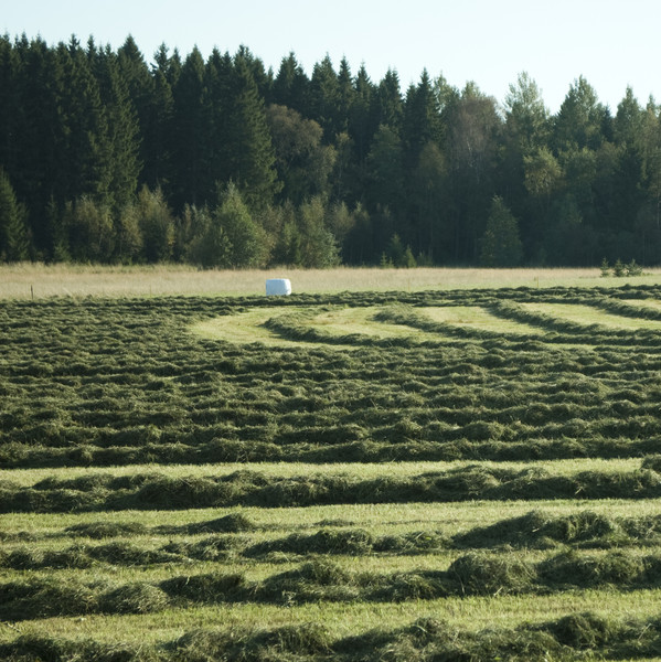 Slaget hö i strängar på en åker. Vid horisonten finns en skogskant. Foto.
