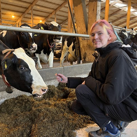 En ung kvinna sitter på hu i ladugården och hälsar på en svartvit ko. Foto.