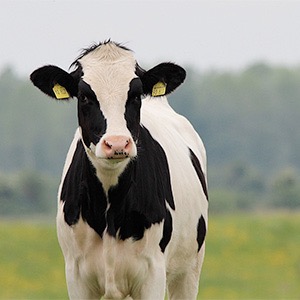 En svartvit ko på ett fält. Foto.