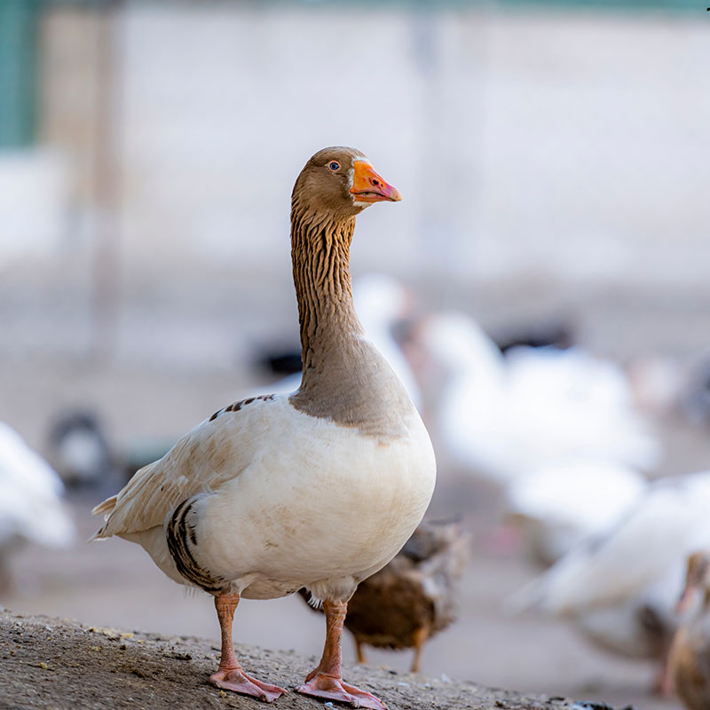 Skånsk tamgås, foto.