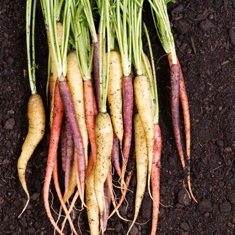 Färgglada morötter på jord, foto.