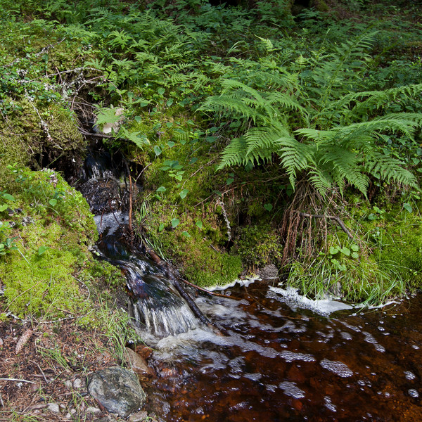 Ett vattendrag i en skog. Foto.