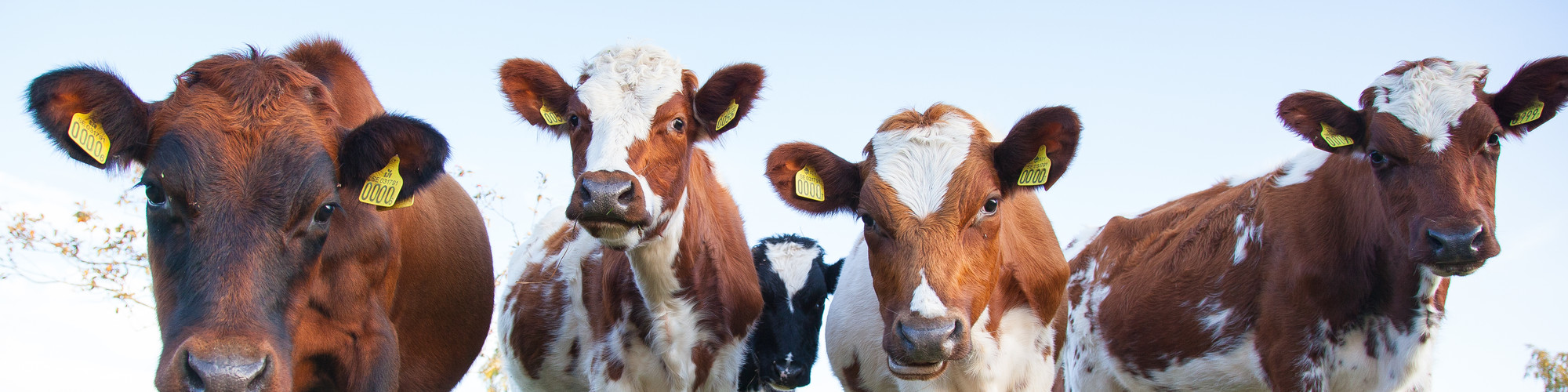 Fyra kalvar på grönbete. Foto.