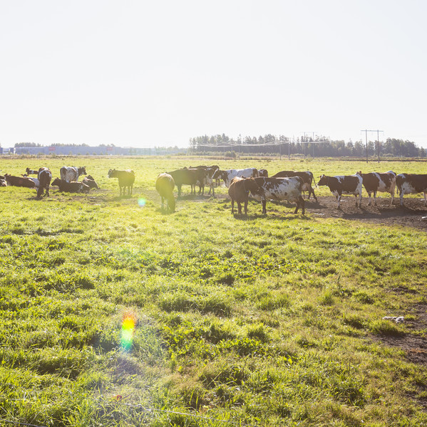 Brunvita kor på bete. Foto.