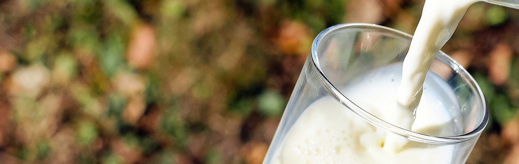 Mjölk hälls i ett glas. Foto.