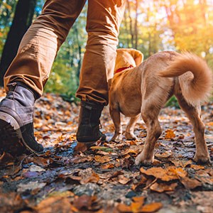 Man hiking in autumn in a colorful forest with a dog.