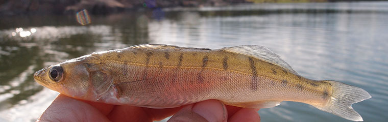 Ung gös i Östersjön. Foto.