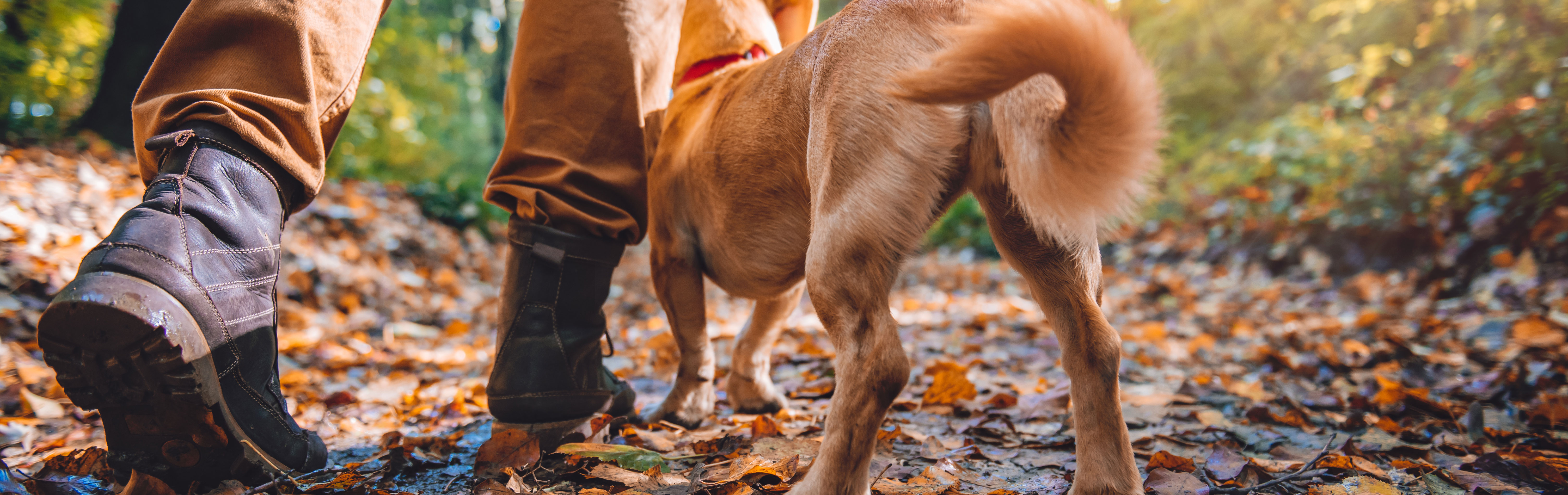 Vandrande man i en färgfylld skog på hösten i sällskap av en hund.