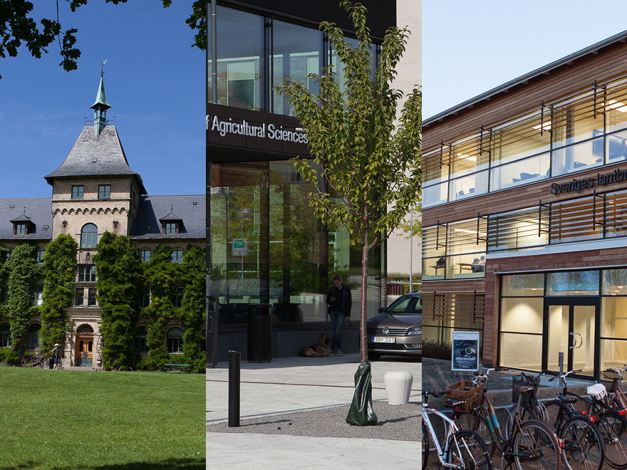 Bildmontage på entrén på SLU:s tre campus. Foto.