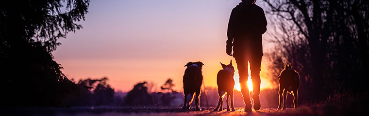 Woman on a forest walk with three dogs, the sun is setting. Photo.