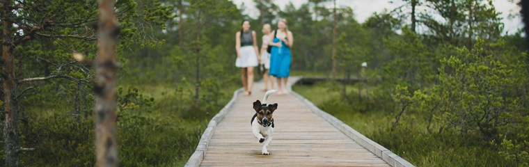 Tre personer och en hund promenerar i skogen, foto.