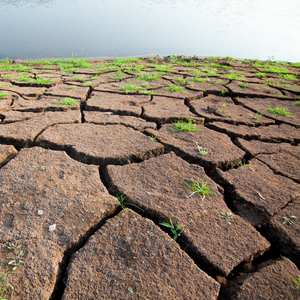 En gul blomma i sprucken jord. Foto.