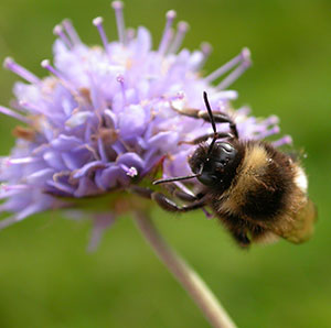 Närbild på en humla som pollinerar en lilafärgad blomma. Foto.