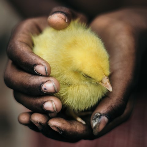 Två mörka händer håller i en gul kyckling, foto.