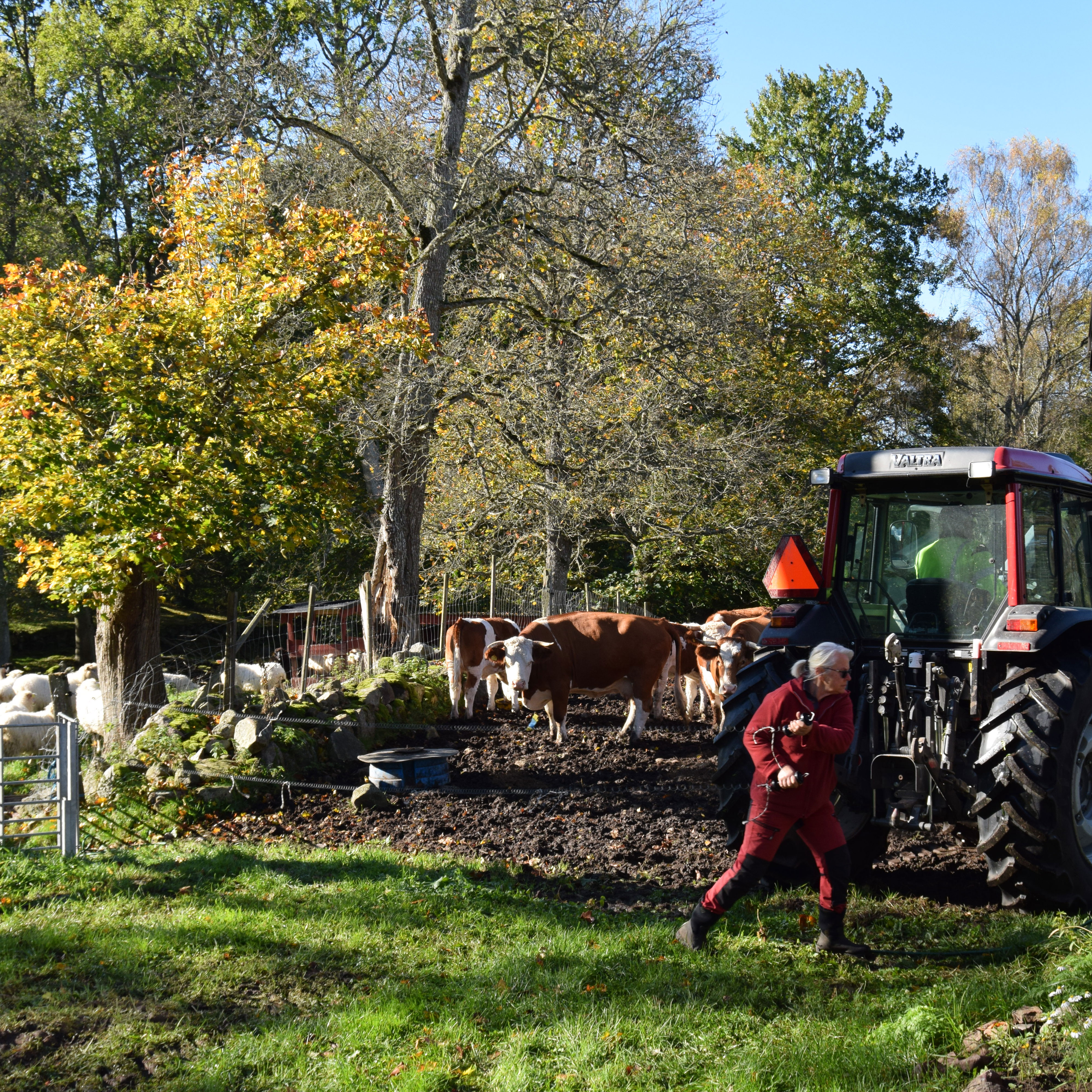 En kvinna och en traktor vid en kohage, foto.